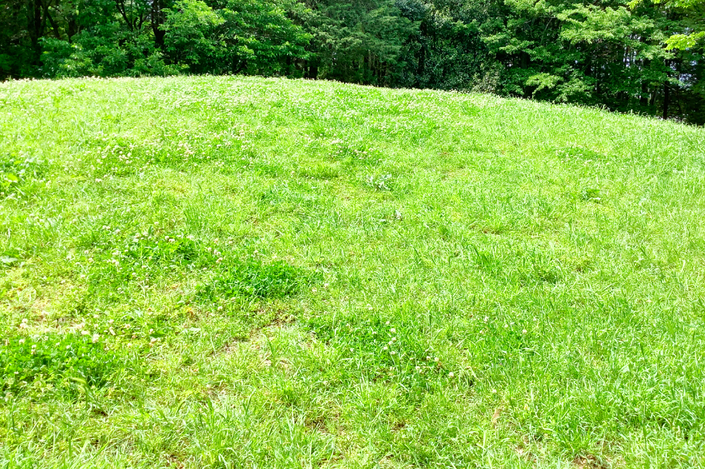 小金井公園の緑